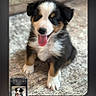 animal, black, brown, closeup, cute, dog, fur, happy, indoor, pet, phone_screenshot, portrait, puppy, recursive, sitting, small, texture, tongue_out, white, young