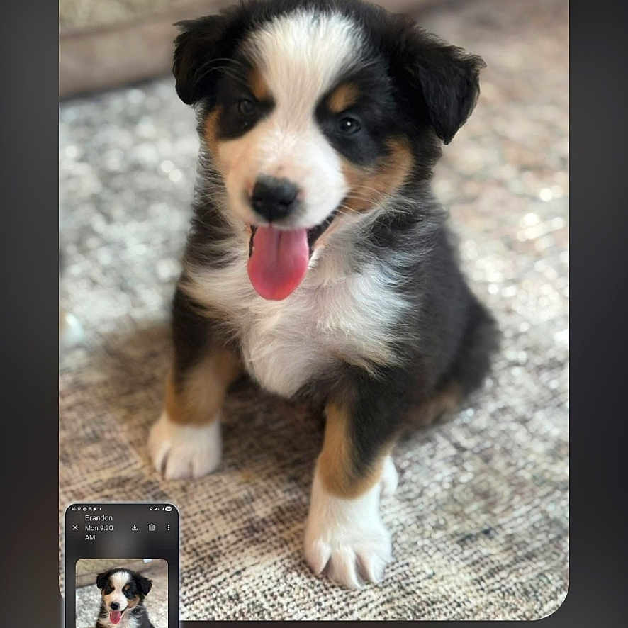 Max joined the competition — help win amazing prizes! puppy, dog, tongue_out, cute, pet, animal, sitting, fur, black, white, brown, texture, indoor, closeup, portrait, phone_screenshot, recursive, happy, young, small