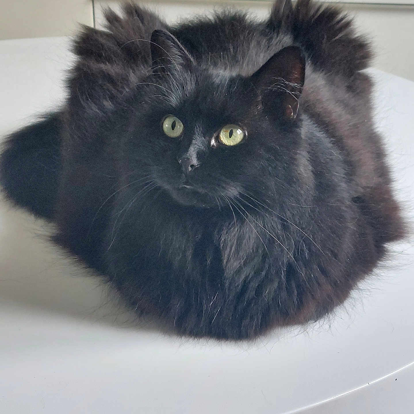 Maya participe au concours pour gagner de l'argent avec cette photo : angora, animal, blackcat, cat, kitten, manx, pet, sink