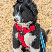 Baïko a rejoint le concours — aidez-le/la à gagner de superbes lots ! puppy, dog, black_and_white, fluffy, sitting, beach, sand, red_harness, blue_leash, pet, canine, portrait, outdoor, cute, animal, white_paws, white_chest, black_fur, collar, shoreline