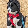 puppy, dog, black_and_white, fluffy, sitting, beach, sand, red_harness, blue_leash, pet, canine, portrait, outdoor, cute, animal, white_paws, white_chest, black_fur, collar, shoreline