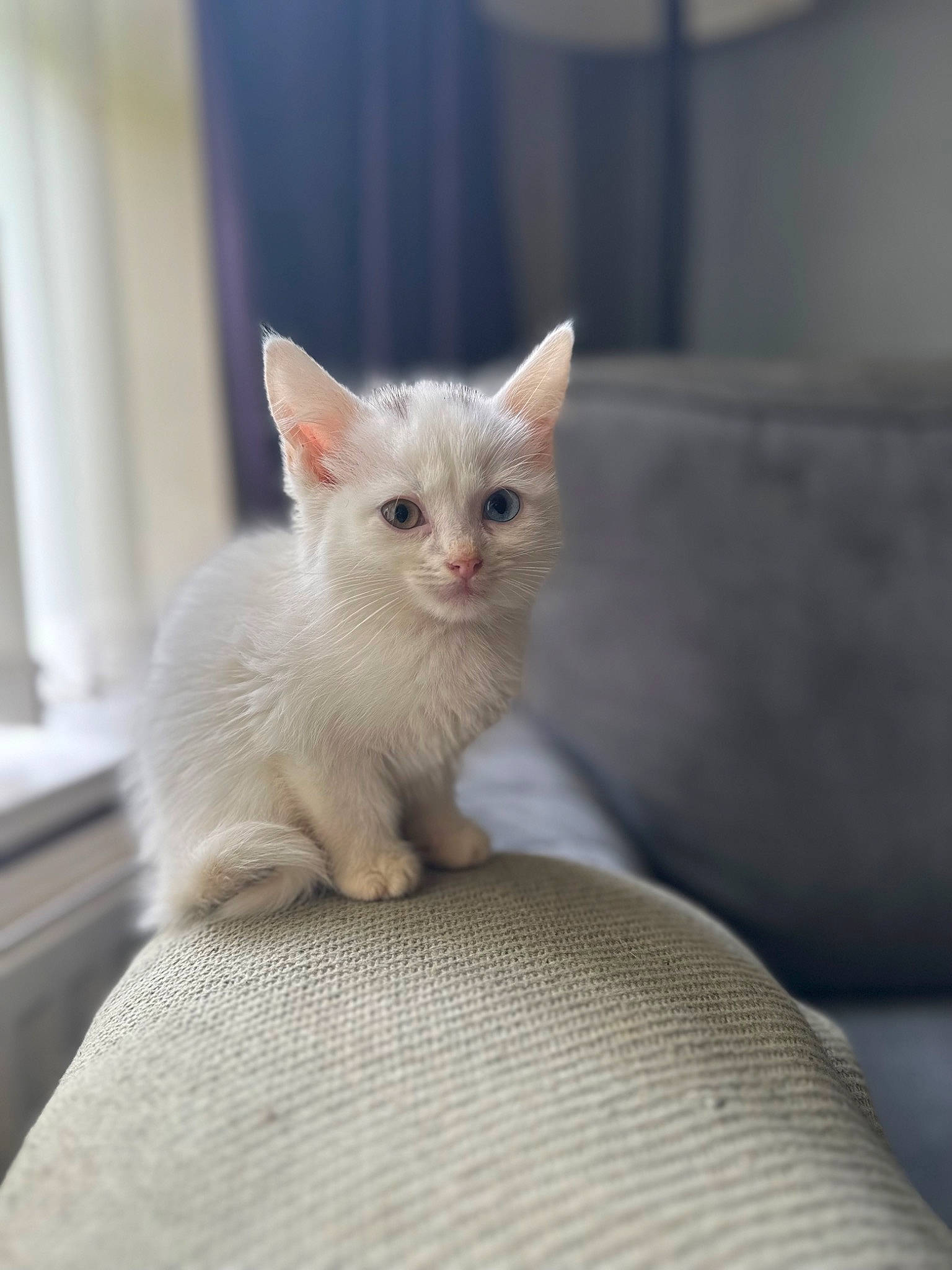 Bowie is registered to the contest to win money with this photo: carnivore, cat, claw, comfort, domestic_short_haired_cat, fawn, felidae, fur, paw, small_to_medium_sized_cats, snout, tail, terrestrial_animal, whiskers, window