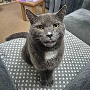 Buster joined the competition — help win amazing prizes! cat, grey_cat, polka_dot, cushion, indoor, pet, animal, fur, whiskers, tongue, nose, white_patch, sitting, cute, mischievous, domestic_animal, feline, eyes, ears, soft_fur