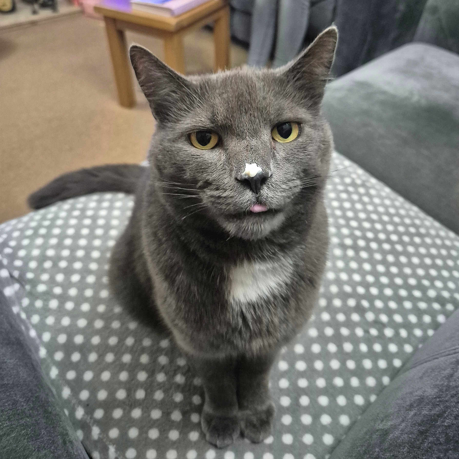 Buster joined the competition — help win amazing prizes! animal, cat, cushion, cute, domestic_animal, ears, eyes, feline, fur, grey_cat, indoor, mischievous, nose, pet, polka_dot, sitting, soft_fur, tongue, whiskers, white_patch