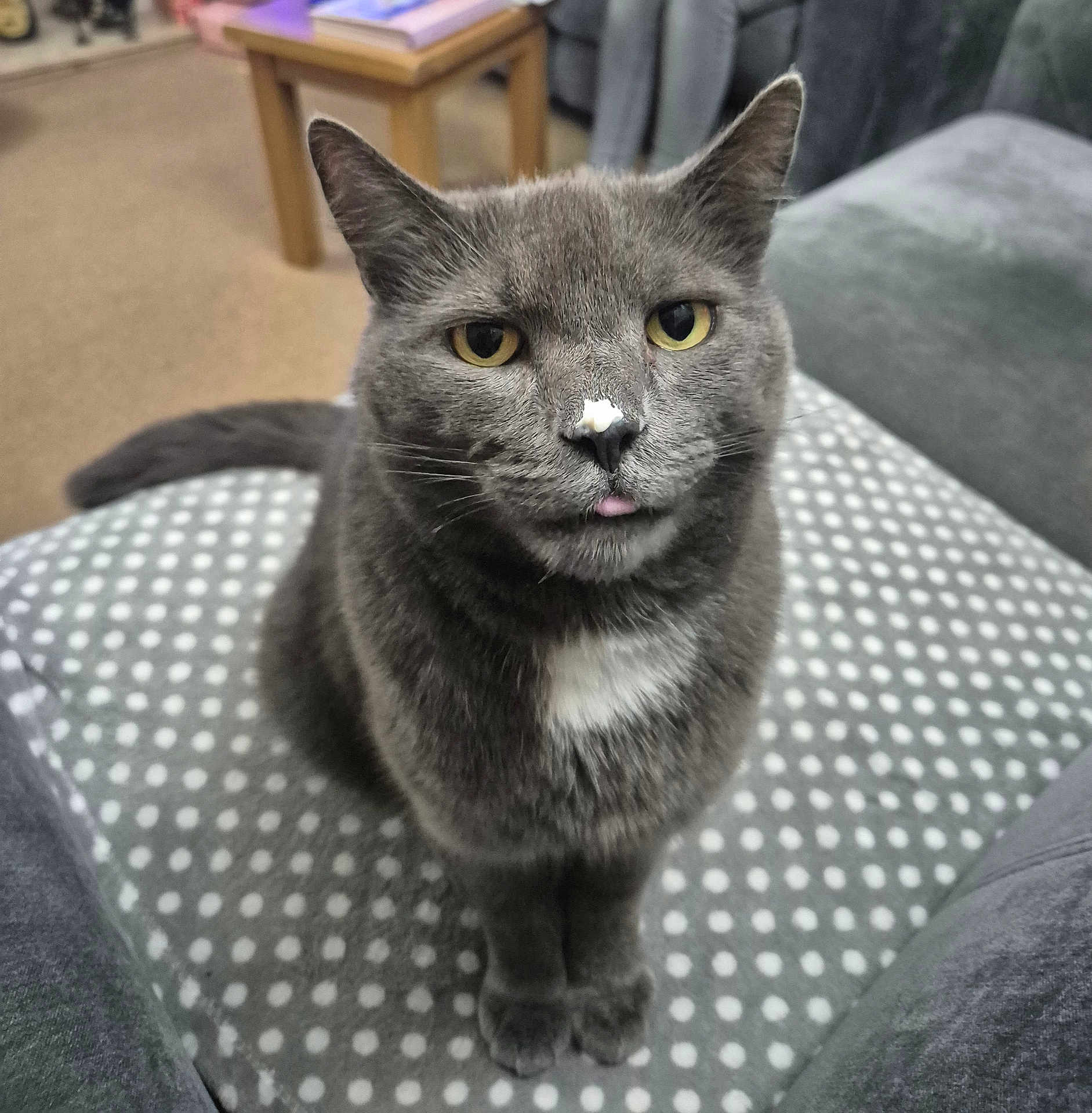 Buster joined the competition — help win amazing prizes! cat, grey_cat, polka_dot, cushion, indoor, pet, animal, fur, whiskers, tongue, nose, white_patch, sitting, cute, mischievous, domestic_animal, feline, eyes, ears, soft_fur