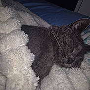 Thunder joined the competition — help win amazing prizes! animal, bed, blanket, cat, closeup, comfort, cozy, cute, domestic_cat, fur, gray_cat, indoor, napping, pet, quiet, relaxation, resting, sleeping, soft_texture, whiskers