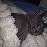 animal, bed, blanket, cat, closeup, comfort, cozy, cute, domestic_cat, fur, gray_cat, indoor, napping, pet, quiet, relaxation, resting, sleeping, soft_texture, whiskers