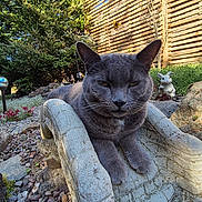 Shadow joined the competition — help win amazing prizes! cat, gray_cat, stone_chair, garden, rocks, plants, wooden_fence, rabbit_statue, outdoor, sunlight, relaxed, nature, pet, animal, greenery, shrub, sculpture, quiet, peaceful, daytime
