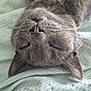 Shadow joined the competition — help win amazing prizes! cat, gray_cat, sleeping, upside_down, fang, whiskers, nose, closed_eyes, fur, pet, cute, domestic_cat, resting, cozy, blanket, sequin, fabric, indoor, relaxed, animal