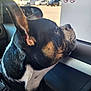 George is registered to the contest to win money with this photo: dog, side_profile, car_interior, window, sunlight, black_fur, brown_fur, white_fur, collar, pet, looking_out, calm, daylight, vehicle, reflection, outdoor, street, blurred_background, animal, closeup