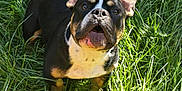George joined the competition — help win amazing prizes! dog, grass, outdoor, animal, pet, canine, black, brown, white, ears, snout, fur, nature, sunlight, playful, alert, greenery, muzzle, mouth, expression
