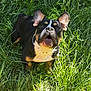 dog, grass, outdoor, animal, pet, canine, black, brown, white, ears, snout, fur, nature, sunlight, playful, alert, greenery, muzzle, mouth, expression
