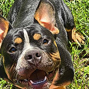 George is registered to the contest to win money with this photo: dog, canine, smiling, happy, ears, grass, outdoor, pet, animal, black_coat, tan_markings, closeup, sunlight, nature, playful, tongue, teeth, friendly, cute, muzzle