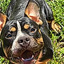dog, canine, smiling, happy, ears, grass, outdoor, pet, animal, black_coat, tan_markings, closeup, sunlight, nature, playful, tongue, teeth, friendly, cute, muzzle