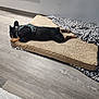 George joined the competition — help win amazing prizes! dog, dog_bed, leopard_print_blanket, wooden_floor, wall_mirror, camouflage_harness, resting, pet, indoor, flooring, relaxation, black_dog, small_dog, fur, paws, ears, side_view, home_interior, blanket, comfort