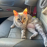 Little Poof joined the competition — help win amazing prizes! cat, tabby, car_interior, leather_seat, sunlight, pet, animal, relaxed, ears, whiskers, feline, domestic_cat, seat, vehicle, comfort, indoor, cute, looking_at_camera, daylight, closeup