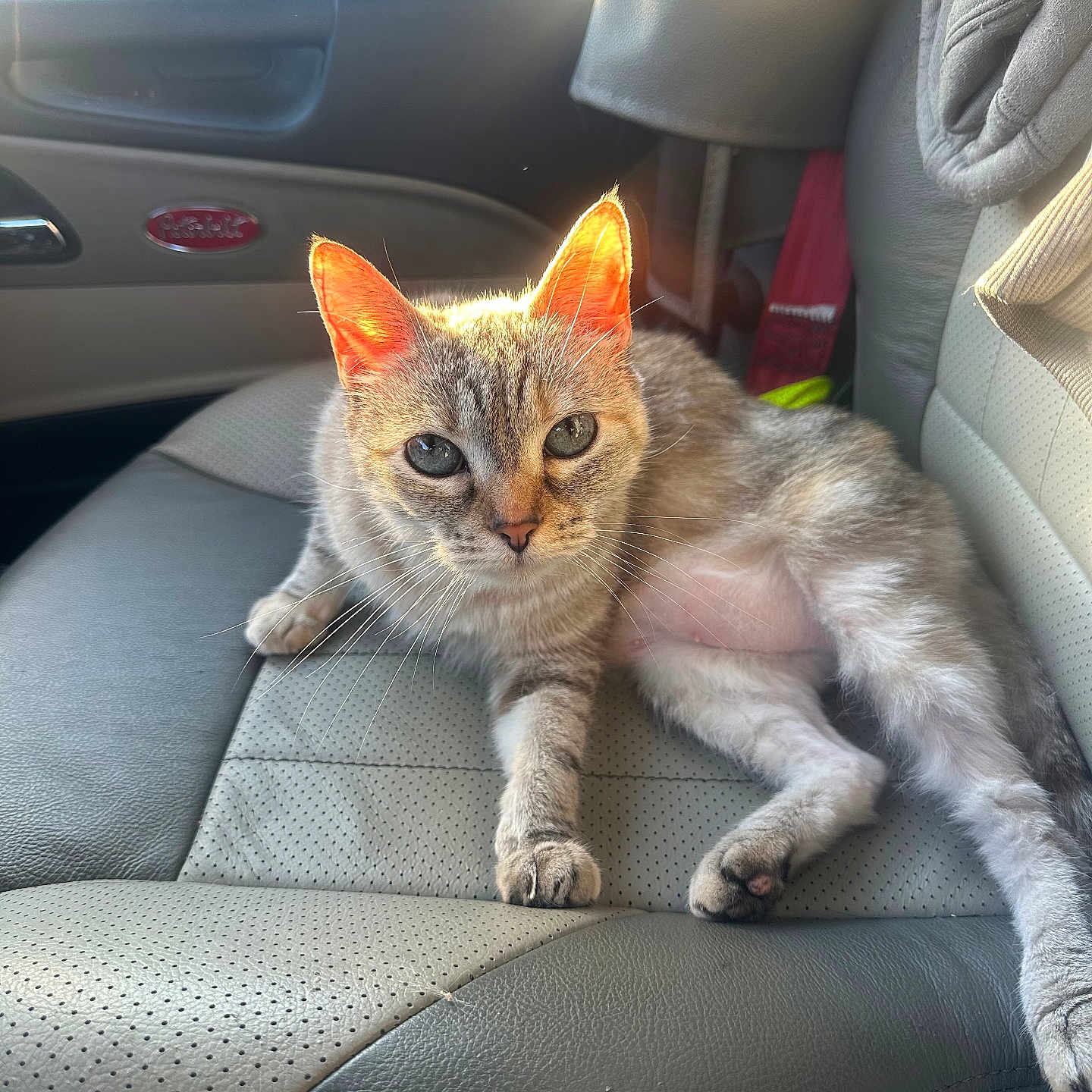 Little Poof joined the competition — help win amazing prizes! animal, car_interior, cat, closeup, comfort, cute, daylight, domestic_cat, ears, feline, indoor, leather_seat, looking_at_camera, pet, relaxed, seat, sunlight, tabby, vehicle, whiskers