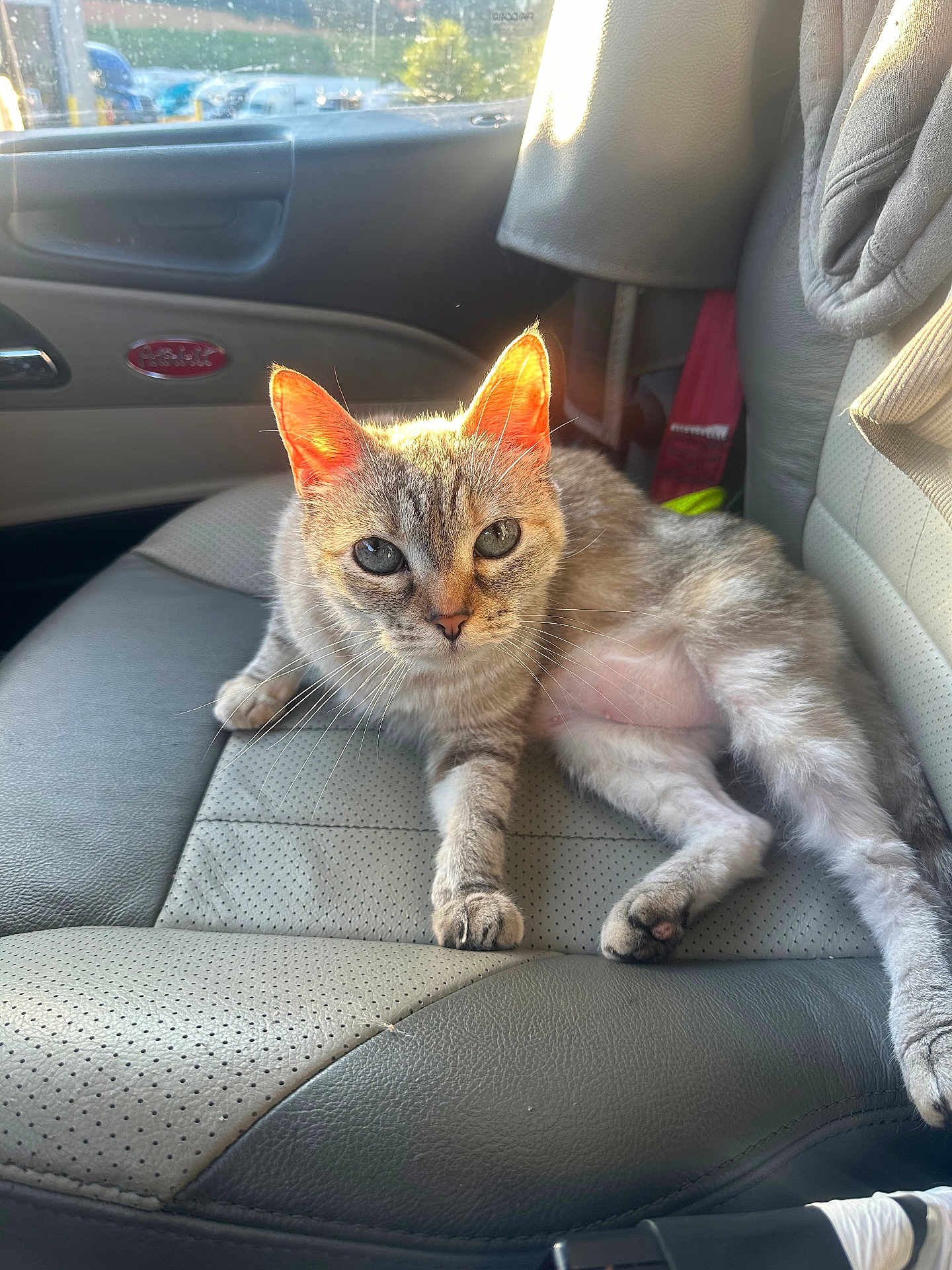 Little Poof joined the competition — help win amazing prizes! cat, tabby, car_interior, leather_seat, sunlight, pet, animal, relaxed, ears, whiskers, feline, domestic_cat, seat, vehicle, comfort, indoor, cute, looking_at_camera, daylight, closeup