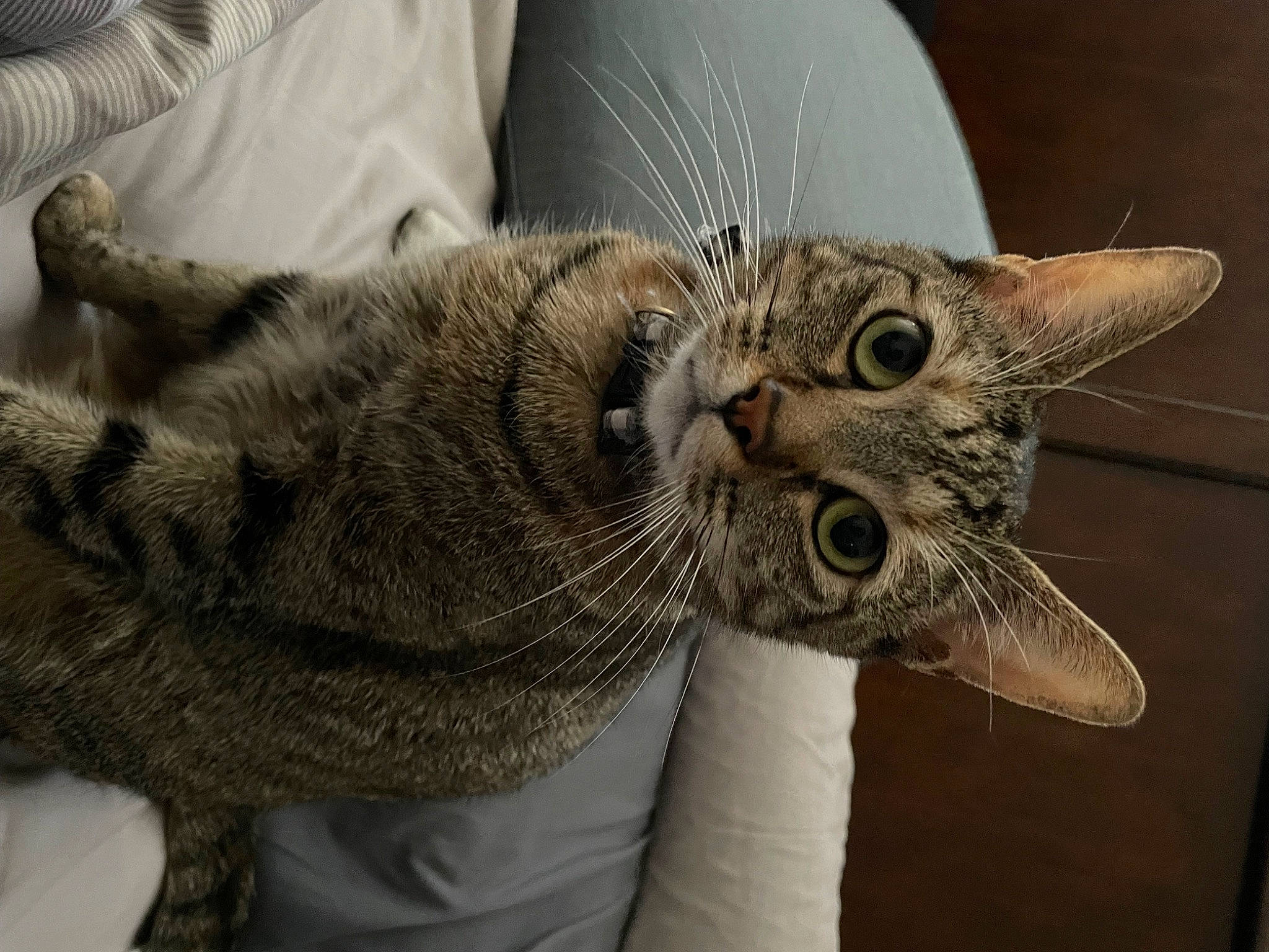 Princess Kit Kat joined the competition — help win amazing prizes! carnivore, cat, claw, comfort, domestic_short_haired_cat, ear, eye, felidae, fur, gesture, paw, small_to_medium_sized_cats, snout, tail, tree, whiskers