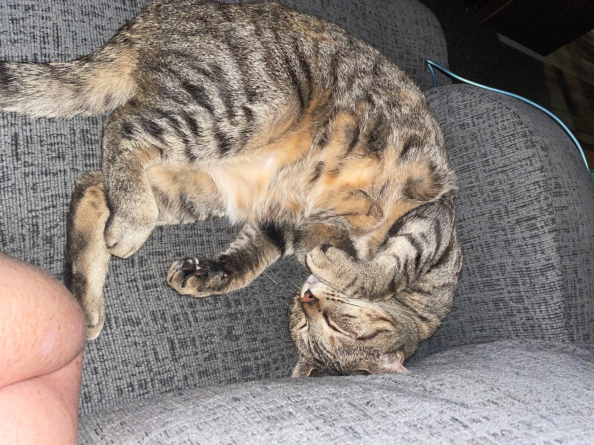 Princess Kit Kat is registered to the contest to win money with this photo: art, carnivore, cat, claw, comfort, domestic_short_haired_cat, fawn, felidae, foot, fur, nap, paw, sleep, small_to_medium_sized_cats, snout, sporting_group, tail, terrestrial_animal, whiskers, wildlife