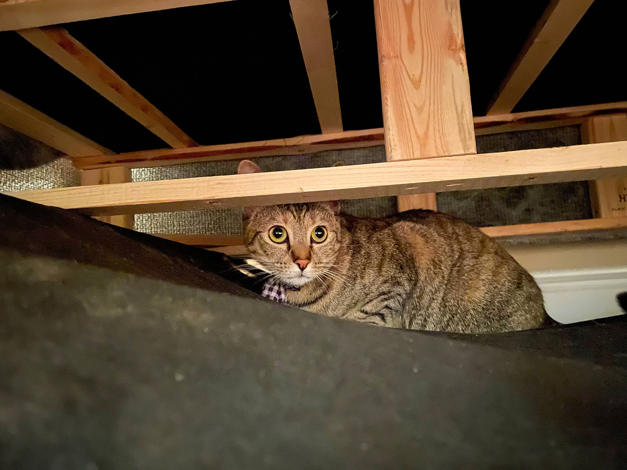 Princess Kit Kat joined the competition — help win amazing prizes! carnivore, cat, comfort, domestic_short_haired_cat, door, felidae, fur, hardwood, metal, rectangle, room, small_to_medium_sized_cats, snout, tail, terrestrial_animal, tints_and_shades, whiskers, wildlife, wood