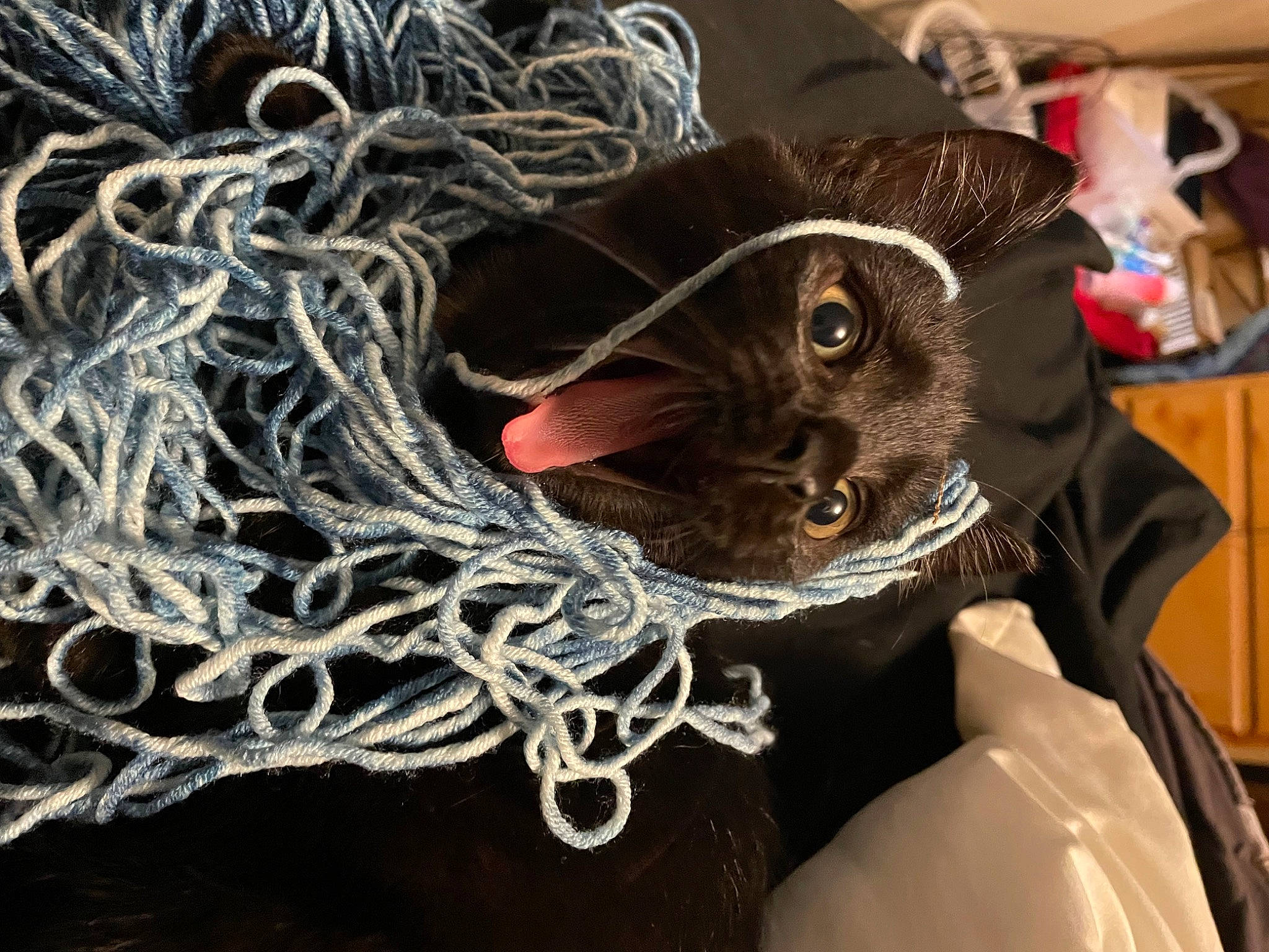 Binx is registered to the contest to win money with this photo: cap, cat, costume_hat, domestic_short_haired_cat, fashion_accessory, fawn, feather, felidae, fur, fur_clothing, hat, mask, small_to_medium_sized_cats, snout, thread, tree, twig, whiskers, wool, woolen