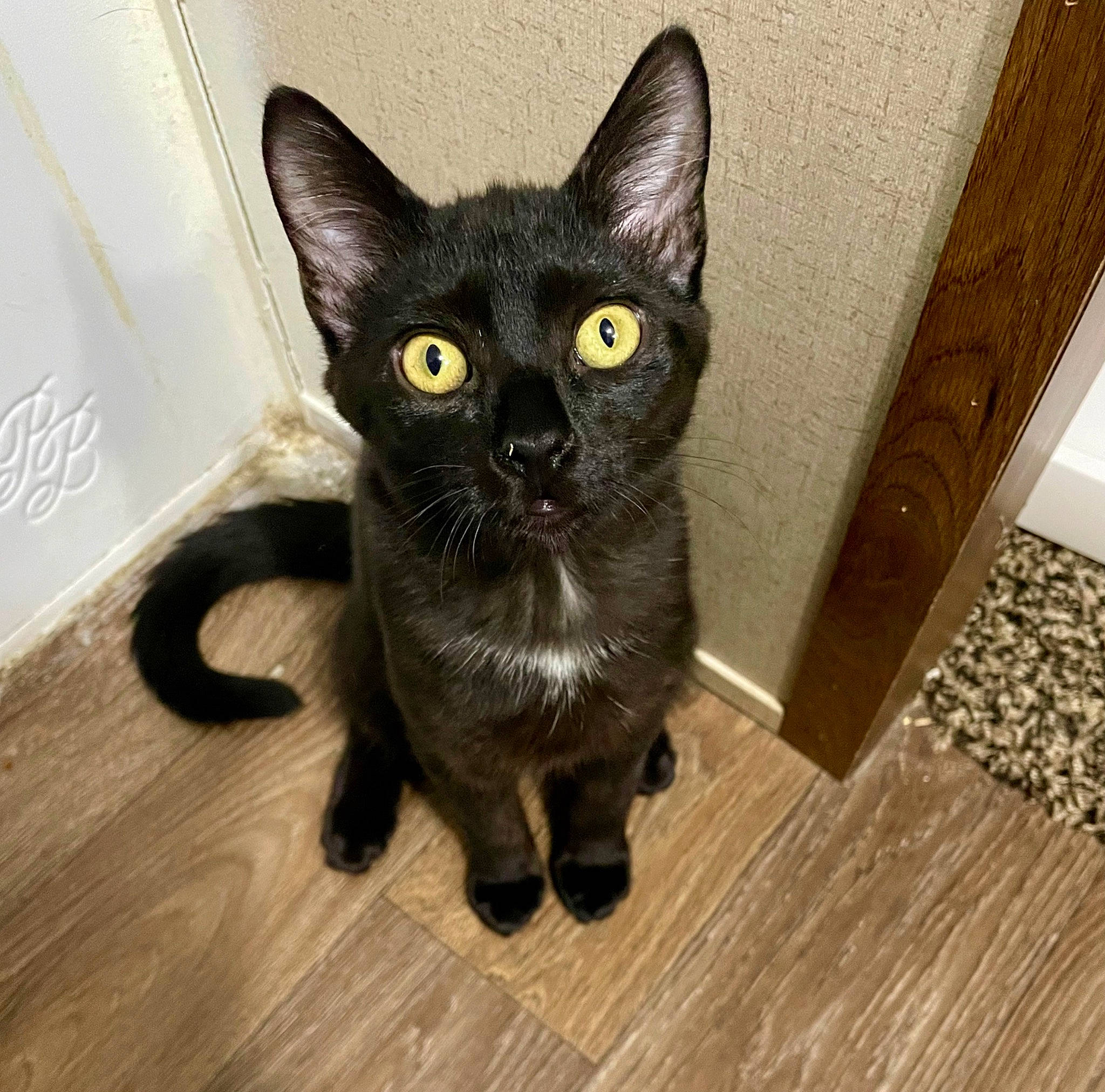 Binx joined the competition — help win amazing prizes! black_cat, bombay, carnivore, cat, domestic_short_haired_cat, eye, felidae, flooring, fur, grey, hardwood, iris, laminate_flooring, small_to_medium_sized_cats, snout, tail, varnish, whiskers, wood, wood_stain