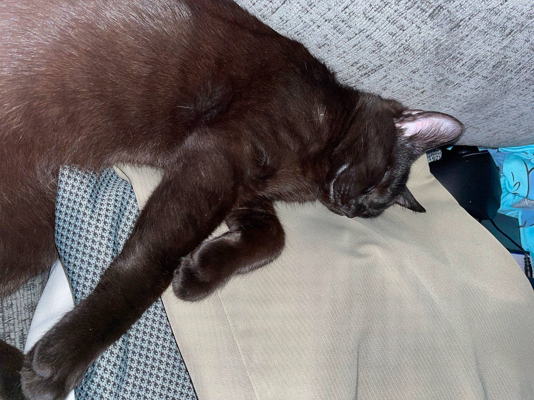 Binx is registered to the contest to win money with this photo: black_cat, bombay, carnivore, cat, claw, comfort, dog_breed, domestic_short_haired_cat, fawn, felidae, fur, linens, liver, nap, small_to_medium_sized_cats, snout, sporting_group, tail, terrestrial_animal, whiskers