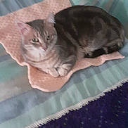 Myst participe au concours pour gagner de l'argent avec cette photo : animal, blanket, cat, comfort, cozy, domestic, ears, feline, fur, indoor, living_room, mat, paw, pet, relaxed, resting, soft_texture, striped_couch, striped_pattern, whiskers