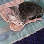 animal, blanket, cat, comfort, cozy, domestic, ears, feline, fur, indoor, living_room, mat, paw, pet, relaxed, resting, soft_texture, striped_couch, striped_pattern, whiskers