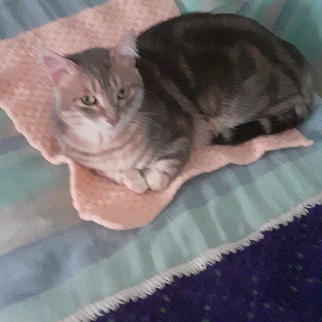 Myst participe au concours pour gagner de l'argent avec cette photo : animal, blanket, cat, comfort, cozy, domestic, ears, feline, fur, indoor, living_room, mat, paw, pet, relaxed, resting, soft_texture, striped_couch, striped_pattern, whiskers