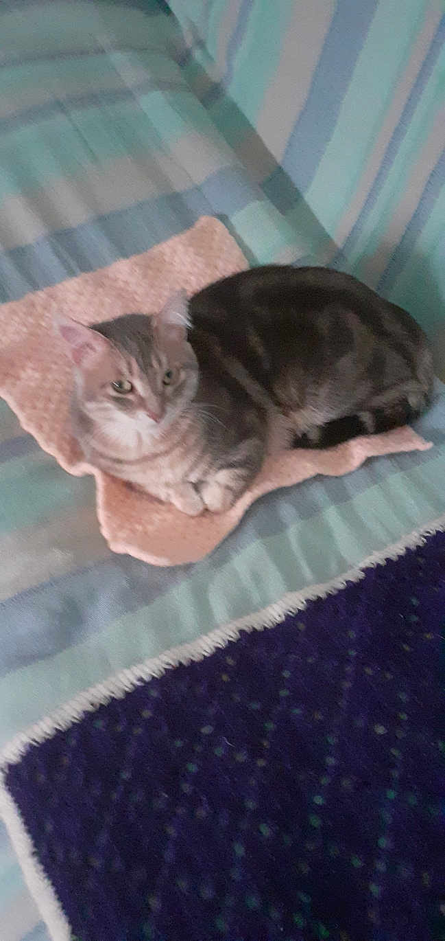 Myst participe au concours pour gagner de l'argent avec cette photo : animal, blanket, cat, comfort, cozy, domestic, ears, feline, fur, indoor, living_room, mat, paw, pet, relaxed, resting, soft_texture, striped_couch, striped_pattern, whiskers