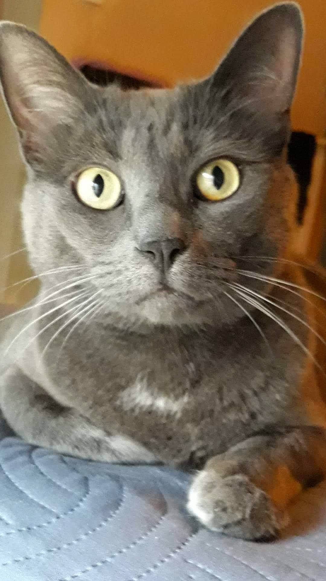 Grigri a rejoint le concours — aidez-le/la à gagner de superbes lots ! asian, australian_mist, british_shorthair, burmese, carnivore, cat, chartreux, domestic_short_haired_cat, european_shorthair, felidae, german_rex, kitten, korat, mammal, nebelung, russian_blue, small_to_medium_sized_cats, snout, vertebrate, whiskers