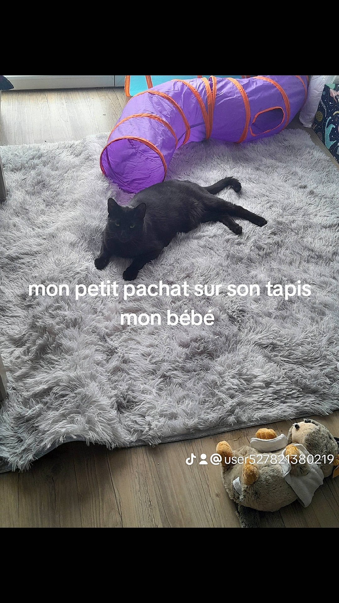 Guismo participe au concours pour gagner de l'argent avec cette photo : carnivore, cat, comfort, companion_dog, dog_breed, dog_supply, felidae, flooring, font, fur, linens, magenta, pet_supply, photo_caption, purple, small_to_medium_sized_cats, tail, tire, wheel, wood