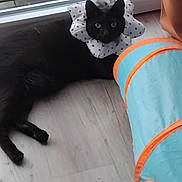 Guismo participe au concours pour gagner de l'argent avec cette photo : animal, black_cat, blue, cat, collar, curious, cute, domestic, feline, floor, indoor, orange, pet, pet_accessory, play_tunnel, polka_dot, relaxed, resting, window, wooden_floor