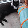 animal, black_cat, blue, cat, collar, curious, cute, domestic, feline, floor, indoor, orange, pet, pet_accessory, play_tunnel, polka_dot, relaxed, resting, window, wooden_floor