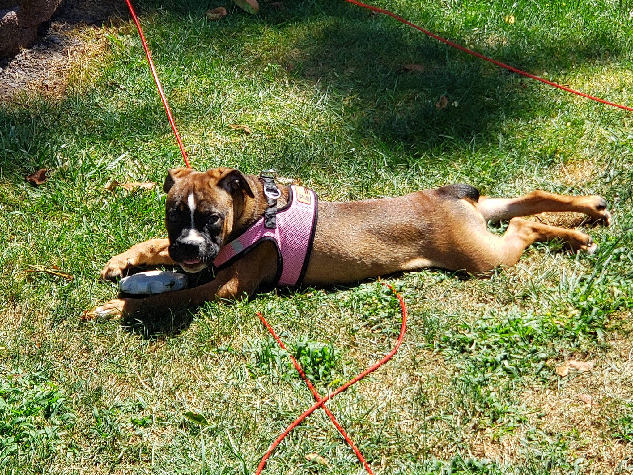 Bella is registered to the contest to win money with this photo: canidae, carnivore, collar, companion_dog, dog, dog_breed, dog_collar, dog_supply, fashion_accessory, fawn, grass, leash, non_sporting_group, pet_supply, plant, snout, sporting_group, tail, working_animal, working_dog