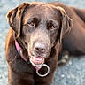 Passion participe au concours pour gagner de l'argent avec cette photo : animal, background_blur, canine, chocolate_labrador, close_up, collar, dog, ears, eyes, friendly, fur, happy, labrador, laying_down, mouth, nose, outdoor, pet, portrait, tongue