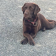 Passion participe au concours pour gagner de l'argent avec cette photo : animal, brown_dog, calm, canine, chocolate_labrador, collar, companion, crossed_paws, cute, dog, friendly, fur, gravel, labrador, lying_down, mammal, outdoor, pet, play_ball, resting