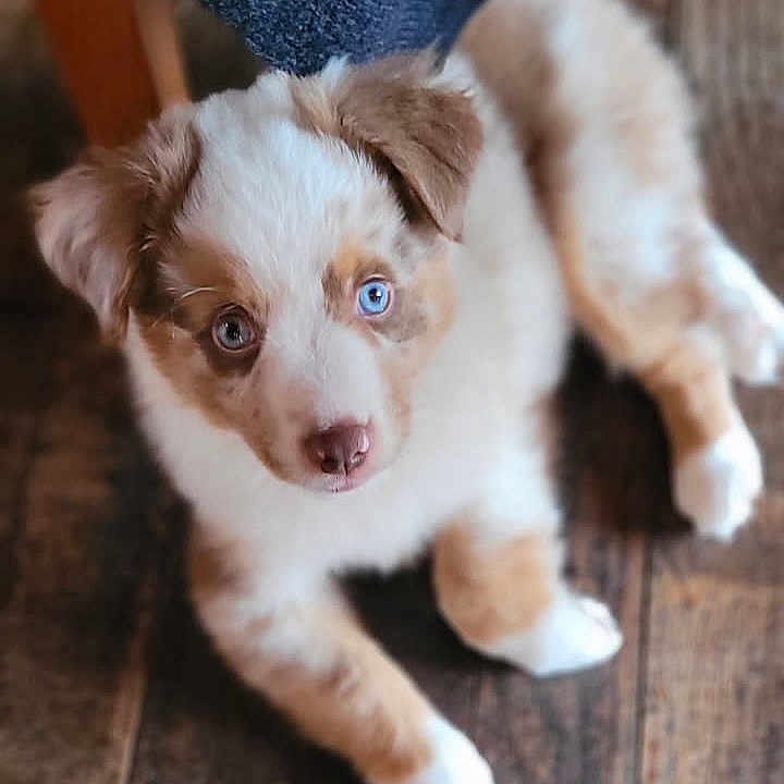 Avscaan participe au concours pour gagner de l'argent avec cette photo : adorable, animal, blue_eyes, brown_and_white, close_up, companion, curious, cute, dog, domestic_animal, fluffy, fur, indoor, laying_down, looking_up, pet, puppy, small_dog, wooden_floor, young_dog