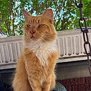 Marble joined the competition — help win amazing prizes! cat, orange_cat, fluffy_fur, animal, outdoor, greenery, plant, leaf, feline, pet, sitting, nature, fur, closeup, portrait, whiskers, ears, tail, daylight, metal_surface