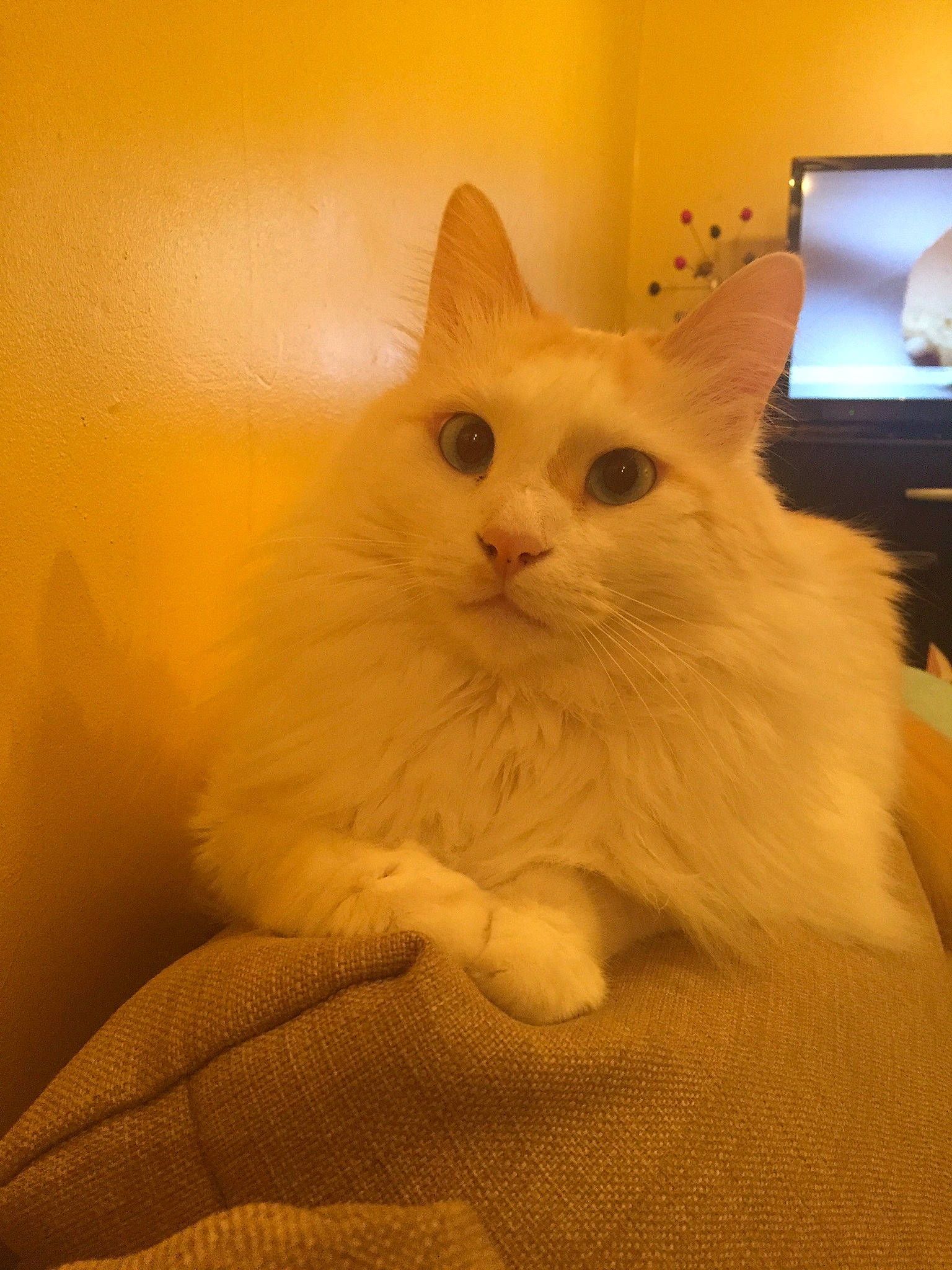 Indi participe au concours pour gagner de l'argent avec cette photo : burmilla, carnivore, cat, colorpoint_shorthair, domestic_long_haired_cat, fawn, felidae, fur, kitten, mammal, ragamuffin, ragdoll, small_to_medium_sized_cats, turkish_angora, turkish_van, vertebrate, whiskers