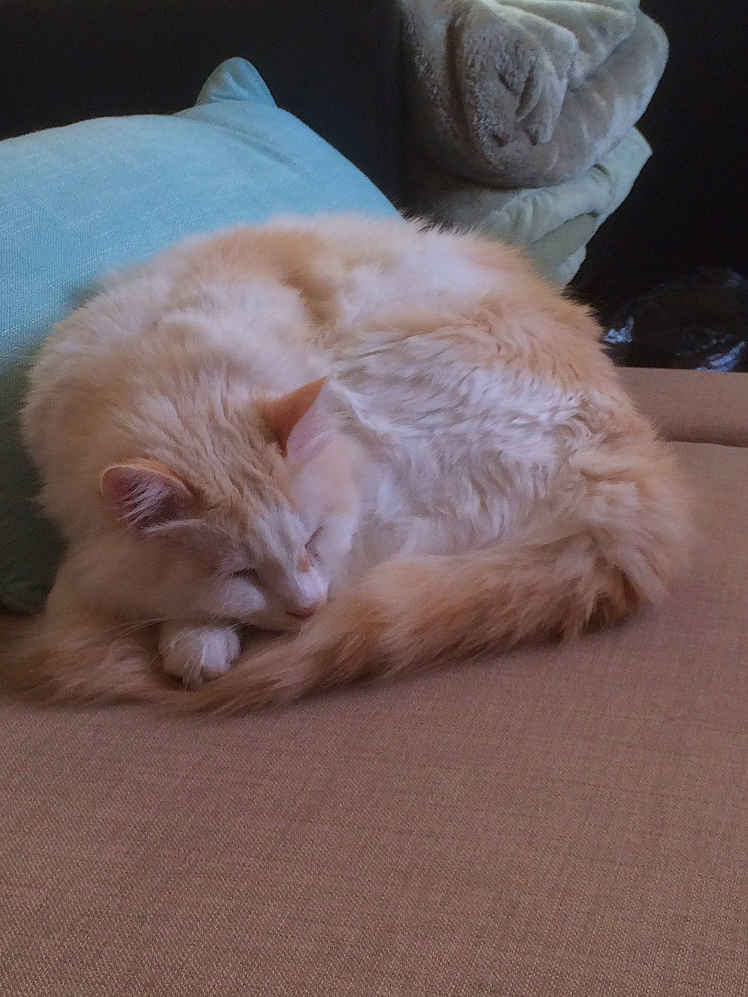 Indi a rejoint le concours — aidez-le/la à gagner de superbes lots ! carnivore, cat, domestic_long_haired_cat, ear, fawn, felidae, fur, kitten, mammal, nap, persian, sleep, small_to_medium_sized_cats, turkish_angora, whiskers