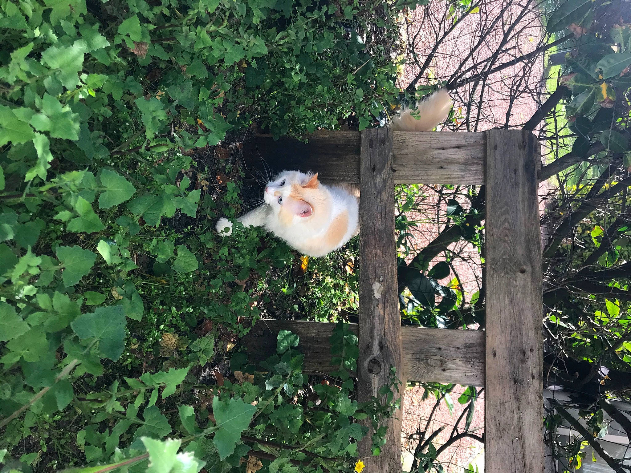 Indi a rejoint le concours — aidez-le/la à gagner de superbes lots ! plant, tree