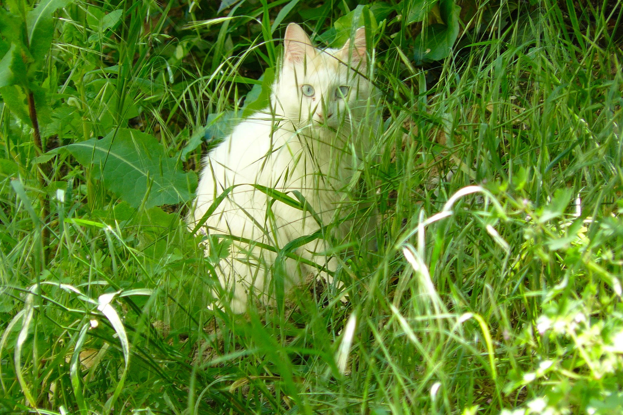 Indi a rejoint le concours — aidez-le/la à gagner de superbes lots ! flower, fodder, grass, grass_family, grassland, pasture, plant, sedge_family, sweet_grass