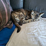 Cannelle participe au concours pour gagner de l'argent avec cette photo : bed, blanket, cat, comfort, cozy, cute, domestic_animal, feline, fur, indoor, kitten, napping, pet, pillow, relaxing, resting, sleeping, soft, striped, tabby