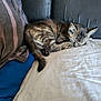 bed, blanket, cat, comfort, cozy, cute, domestic_animal, feline, fur, indoor, kitten, napping, pet, pillow, relaxing, resting, sleeping, soft, striped, tabby