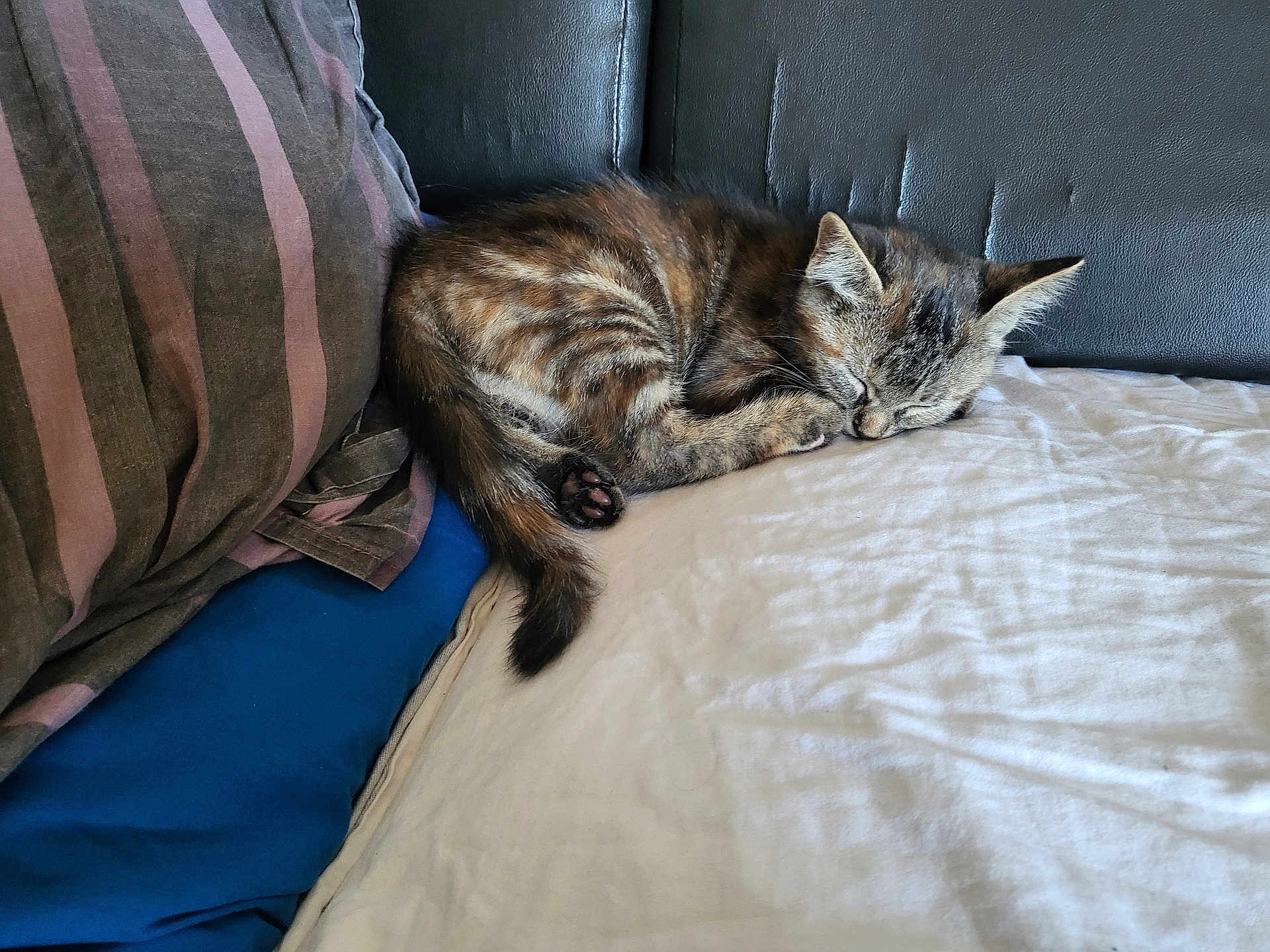 Cannelle