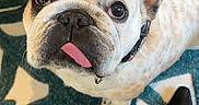 June joined the competition — help win amazing prizes! french_bulldog, dog, tongue_out, close_up, looking_up, patterned_rug, colorful_chair, tiger_design, foot, black_shoe, indoor, pet, animal, cute, expression, collar, floor, text_overlay, hello_text, heart_emoji