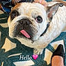 french_bulldog, dog, tongue_out, close_up, looking_up, patterned_rug, colorful_chair, tiger_design, foot, black_shoe, indoor, pet, animal, cute, expression, collar, floor, text_overlay, hello_text, heart_emoji